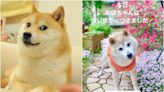 全球迷因柴犬「Doge」18歲高齡辭世 狗狗幣應聲下挫