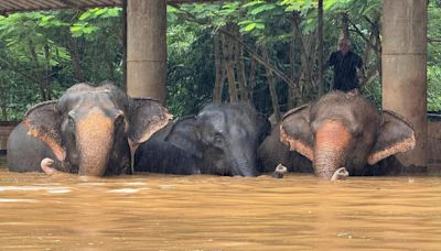 The heartbreaking tale of rescued elephants now drowning in Thailand floods