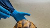 'Incredibly Special' Three-Legged Tortoise Seized from Smugglers Finds Home at English Zoo