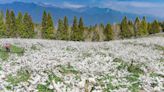 雪白櫻花李花海爆炸盛放！福壽山農場三月雪接力粉色大景遊客讚嘆