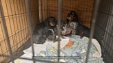 A dozen dachshunds rescued by Brevard County shelter after owner’s death