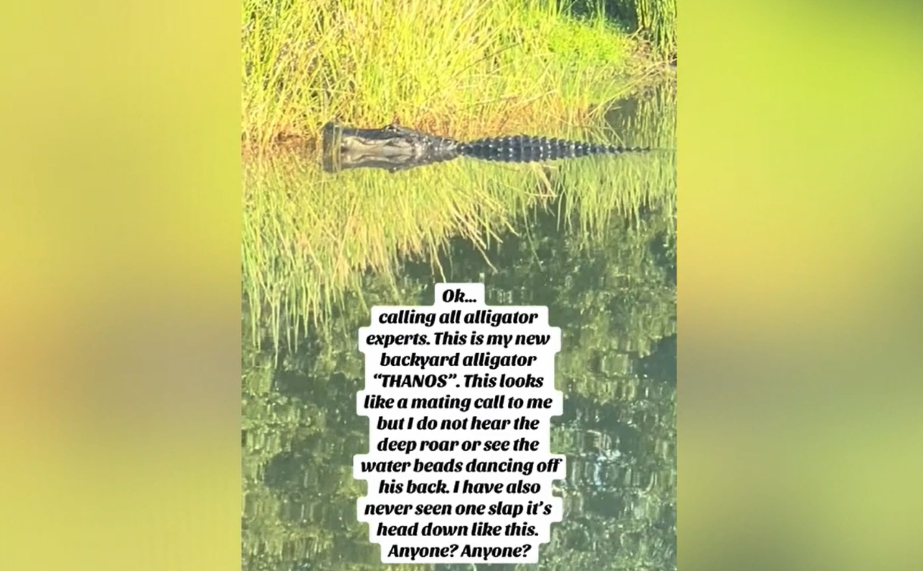 Huge alligator in Florida backyard nicknamed "Thanos" shocks internet