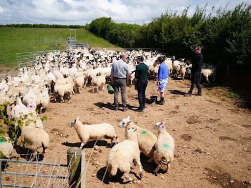 Watch flock of sheep flee as Rishi Sunak and David Cameron try to feed them