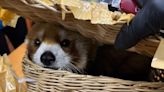 Red panda discovered in luggage during Bangkok airport bust