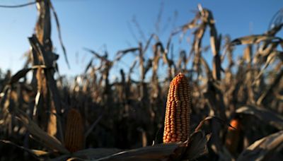 Clima helado en Argentina en próximos días ayudaría lucha contra chicharritas: Bolsa Cereales Buenos Aires