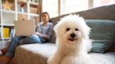 The Best Dog Breeds for Small Living Spaces