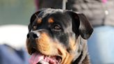 Rottweiler Who 'Flew Four Blocks' During Nebraska Tornado Found Unharmed