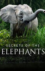 Secrets of the Elephants