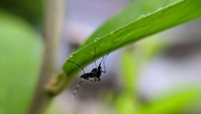 Les moustiques sont très intelligents selon les experts