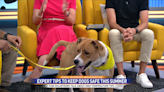 PAW highlights adoption opportunities and shares vital summer safety tips for dogs