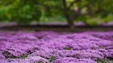 How to Grow and Care for Creeping Thyme—a No-Mow Alternative to Turf Grass