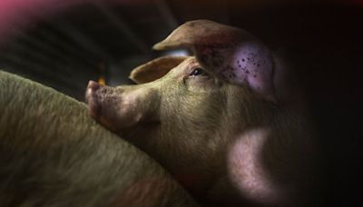 Butchers mistakenly kill US couple's pet pigs