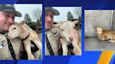 Mary had a missing lamb... Auburn officer finds wandering lamb