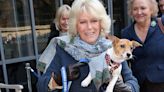 Camilla's beloved rescue dogs to make their Chelsea Flower Show debut