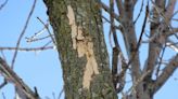 DNR finds Emerald Ash Borer in two counties, leaving only one in the state without detection