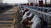 US Health Officials to Spend $100 Million on Bird Flu Surveillance