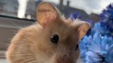 Revealed: Why hamsters die