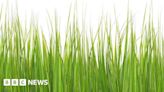 Stafford grass cutting delays caused by wet weather - council