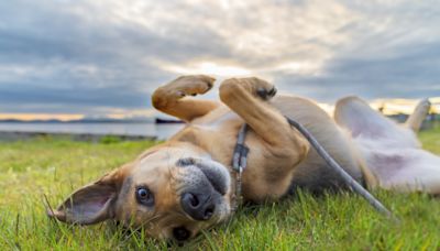 Man 'Accidentally' Adopts a Puppy and the Story Heartwarming