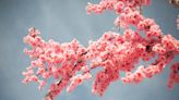 Faux cherry blossom tree: where to buy the look of real