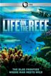 Life on the Reef