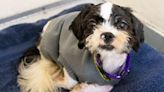 Emaciated Shih Tzu abandoned at Boston area gas station, found near dumpster