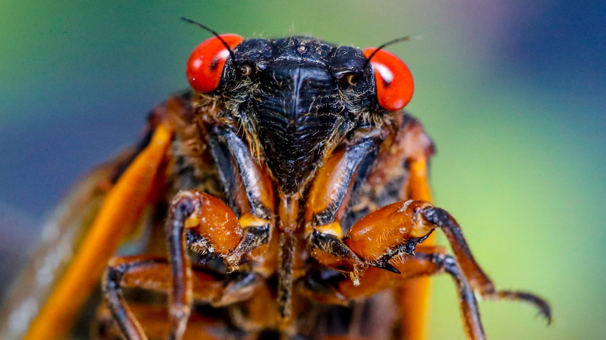 Cicada 'roar': Concerned SC residents call police. What to know about cicada emergence.
