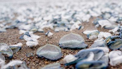 Velella velella, By the Wind Sailors return to California beaches