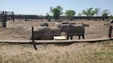 Fifth elephant at Sedgwick County Zoo is pregnant