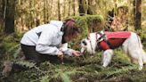 Can your dog dig up a luxury item for your dinner? Truffle hunting is a popular pastime