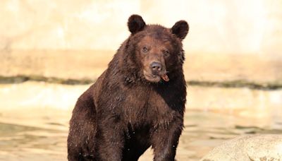 Un oso entra a una casa en el área de Los Ángeles y se lleva un paquete de galletas Oreo como botín - La Opinión