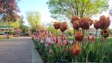 Wooden tulips coming to Pella ahead of Tulip Time