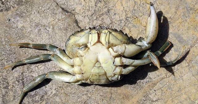 Trapping for harmful green crab continues in Grays Harbor, elsewhere