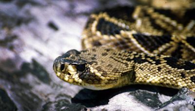 Over a dozen snakes killed after a venomous one bit their owner at his SC home, cops say