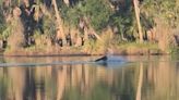 Kayaker captures video of bear fighting off two alligators in Florida river
