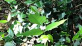 Spot poison ivy in Kansas? How to identify the plant, plus tips if you brush against it