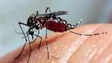 Brasil supera los cuatro millones de casos probables de dengue - Noticias Prensa Latina