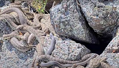 A 'Mega-Den' Filled with Hundreds of Rattlesnakes Is the Latest Streaming Star