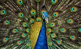 Peafowl