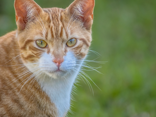 Story of Cat Grieving Over Loss of Betta Fish Bestie Finally Gets a Happy Ending