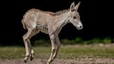 Zoo hails birth of 'one of world's rarest animals'