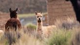 Alpaca Sex Is So Weird, It's Never Been Seen In Another Mammal