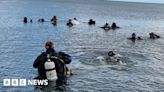 Divers release 100 lobsters off Cornish coast