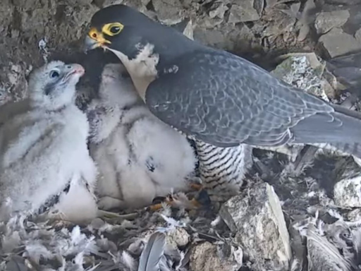 Watch four Peregrine falcon chicks in a nest on Alcatraz Island