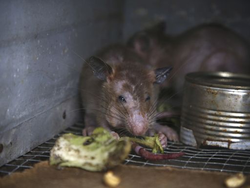 Nueva York convoca una "cumbre nacional sobre ratas" en septiembre