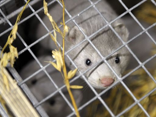 Vogelgrippe bei Pelztieren: Anpassung an Säugetiere stärker