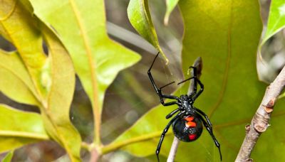 Here’s how to tell if a venomous SC spider bit you and how to treat yourself if you were