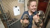 Animal shelter is at capacity for dogs