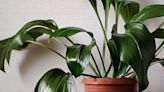 Aspidistra care and growing guide: simple tips for these sculptural plants