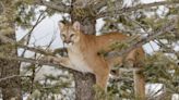 Wade Lemon, the Utah Outfitter Who Infamously Guided Donald Trump Jr., Will Do Prison Time for Running 'Canned' Mountain Lion...